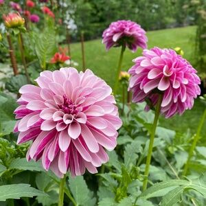 Meet your Posher, Chelsea